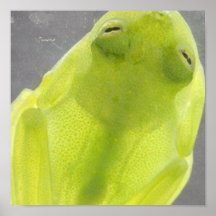 Den genomskinliga Glass grodan Print