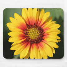 Den Gerber daisymusen vadderar Musmatta