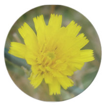 Den gula blomman pläterar dinner plate