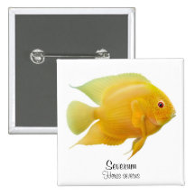 Den guld- Severum cichliden klämmer fast Pins