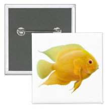 Den guld- Severum fisken klämmer fast Knappar