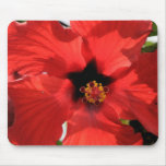 Den hawaianska röda hibiskusen med en stjärna cent musmattor