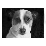 Den jackRussell stirrandet Kort