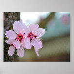 Den körsbärsröda blommar blommar på ett träd posters