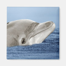 Den le delfinen magnet för kylskåp