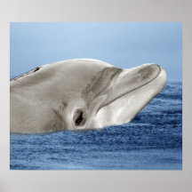 Den le delfinen posters