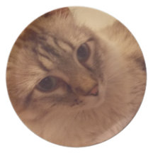 den nätt katten pläterar tallrik