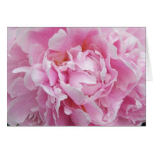 Den nätt rosa pionen noterar kortet
