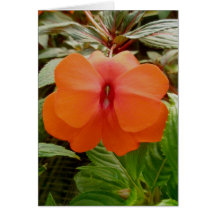 Den New Guinea Impatiens orangen noterar kortet