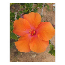 Den orange det hibiskusinbjudan/kortet, skräddarsy