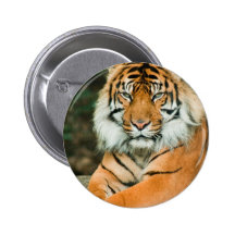 Den orange tigern knäppas nål