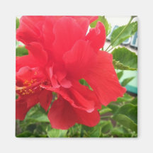 Den röda hibiskusen knäppas fotoet vid bbillips magneter för kylskåp