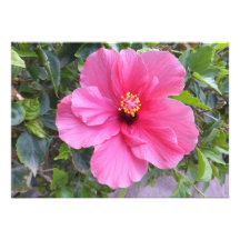 Den rosa det hibiskusinbjudan/kortet, skräddarsy