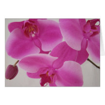 Den rosa orchiden samla i en klunga hälsnings kort