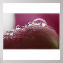 Den rosa petalen bevattnar tappar affischen
