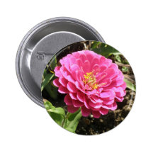 Den rosa zinniaen knäppas knapp
