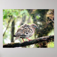 Den Santa Cruz ön, Galapagos, fågel regnar in Print