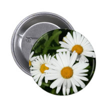 Den Shasta daisyn knäppas Pins