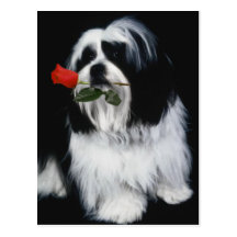 Den Shih Tzu hunden Vykort