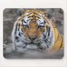 Den Siberian tigern fotograferar Musmattor