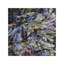Den södra Devon kusten Rockpool planerar liv .2 Sträckta Canvas Tryck
