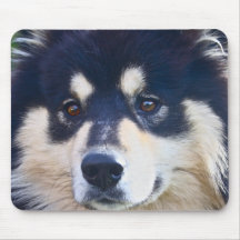 Den söta finlandssvenska Lapphund musen vadderar Mus Matta