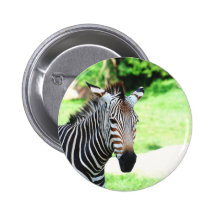 Den söta sebran knäppas pins