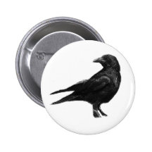 Den svart kråkan knäppas pins