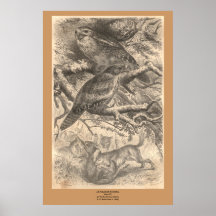 Den Tawny Frogmouthsen Affisch
