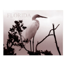 Den underbara egreten - Florida nycklar Vykort