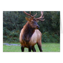 DEN VÄLDIGA BOCKEN KORT