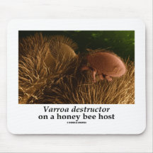 Den Varroa destructoren på ett honungbi varar värd Musmatta