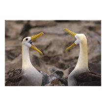 Den vinkade albatrossPhoebastria irrorataen) parar Foto
