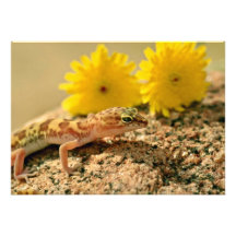 Den westerna satte band geckoen och blommar blommo unika inbjudningar