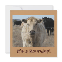 Det är en Roundup! Kor - nötkreatur kör firande