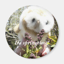 Det är Springtime! Magneter För Kylskåp