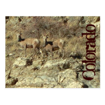 Det Colorado berg rammar vykortet