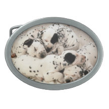 Det Dalmatian valphundbältet spänner fast