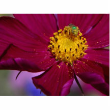 Det konstiga Grren kryp på en blomma i Balboa park Photo Sculpture
