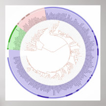 Det Phylogenetic livets trädcirkuläret kartlägger Posters