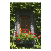 Det röda pelargonfönstret boxas fotografitrycket