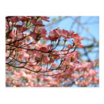 Det rosa Dogwoodträd blommar vykortblommarträd