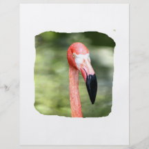 Det rosa flamingohuvudet fotograferar grön bakgrun flygblad designs
