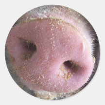 Det rosa grisnässlutet fotograferar upp rund klistermärke