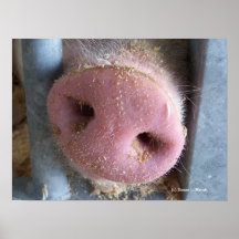 Det rosa grisnässlutet fotograferar upp posters