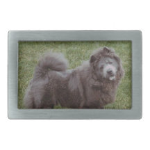 Det svart bältet för hunden för ChowChow spänner f