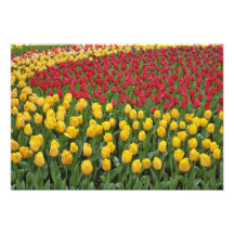 Det trädgårds- mönster av tulpan, Keukenhof arbeta Konstfoto