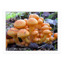(Det unga) Gymnopilusjunoniusfotoet Vykort