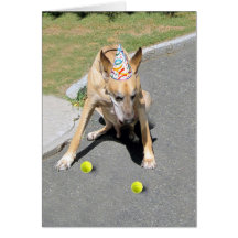 Dig gammal hund kort