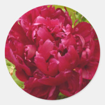 Djupt - rosa pionklistermärkear